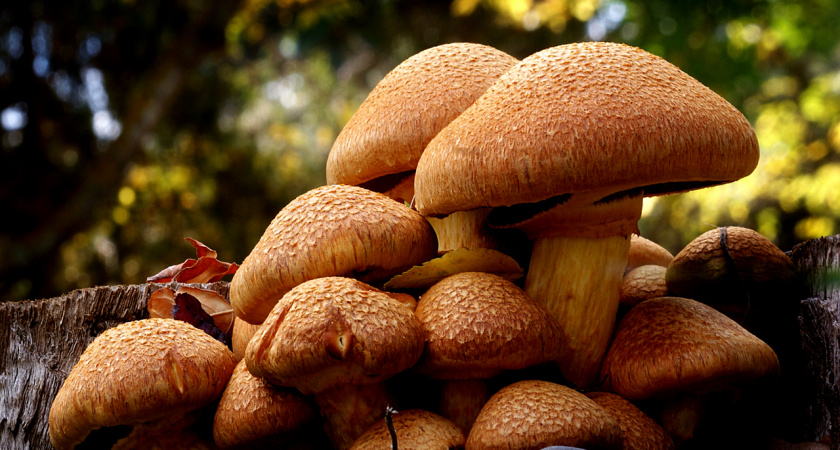 Этот гриб обходят стороной: вспомнил старый рецепт и теперь жалею, что беру с собой только одну корзину