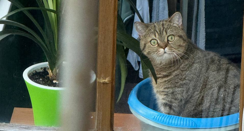 Эти три породы кошек считаются самыми красивыми в мире: поразят вас своей красотой