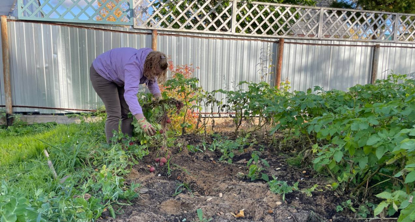 Раскидала осенью 1 пачку копеечной крупы по грядкам и весной земля как чернозем - дорогой навоз больше не нужен