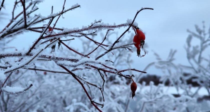 Зима будет аномальной: синоптики рассказали, к чему готовиться - прогноз по регионам