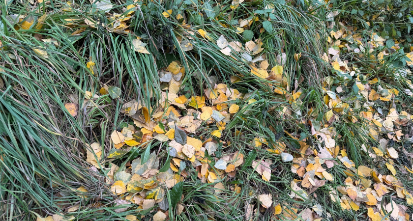 Осенняя погода в Коми: западные районы порадуют солнцем, а на востоке ожидаются дожди