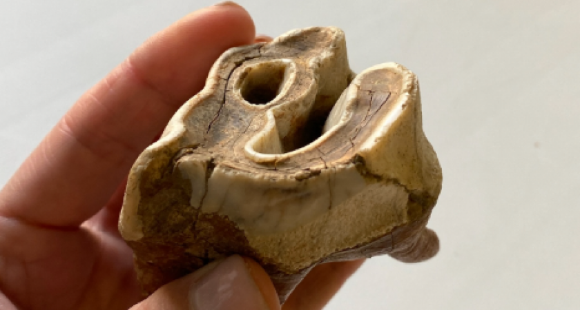 Житель Коми нашел коренной зуб шерстистого носорога