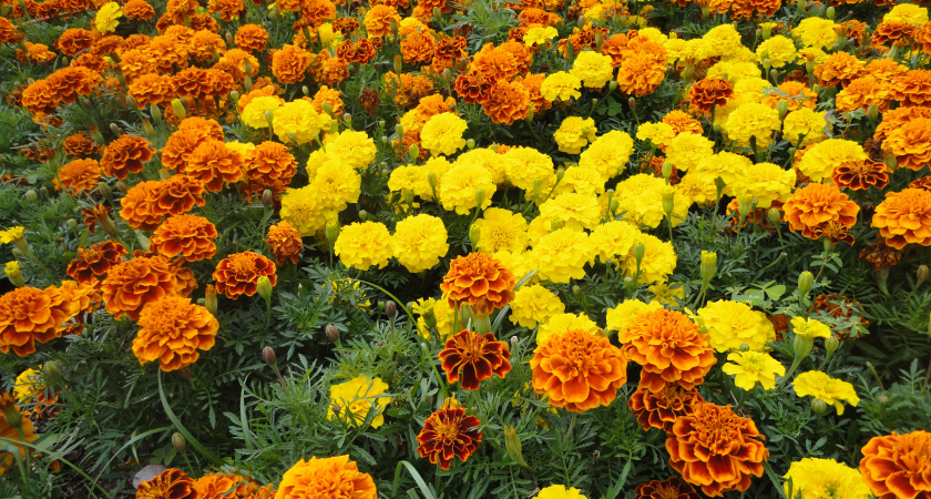 «Отцветшие бархатцы ни в коем случае не выбрасываю»: агроном рассказал лучший способ вырастить мегаурожай озимого чеснока