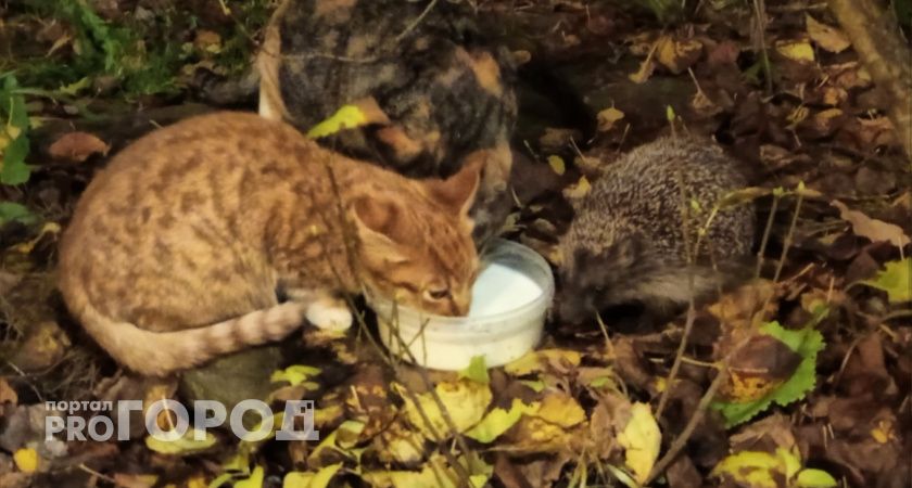 В Коми отточили ветеринарную защиту: межрегиональные учения повысили готовность