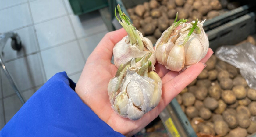Народная примета для посадки чеснока: как определить идеальный срок по берёзе