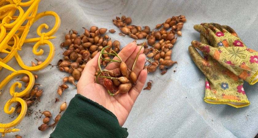 Семь лет без промаха: Проверенная схема посадки озимого лука, которая гарантирует богатый урожай