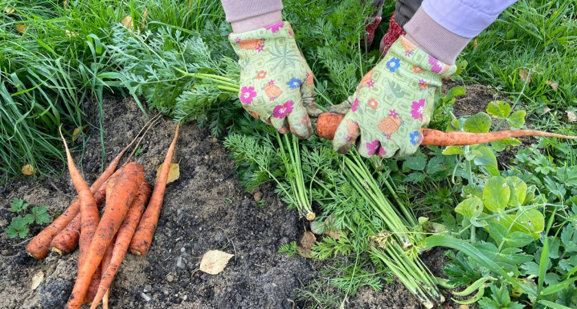 Храню морковь всю зиму по совету деревенской бабушки: будет свежей и сочной даже через 8 месяцев без погреба