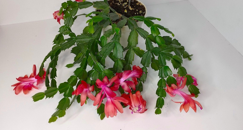1 ст. ложка в горшок – и декабрист цветет всю зиму: даже чахлая шлюмбергера завалит колокольчиками