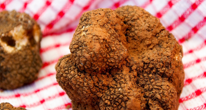 Грибы, которые можно есть сырыми: ТОП-4 из них — самые вкусные