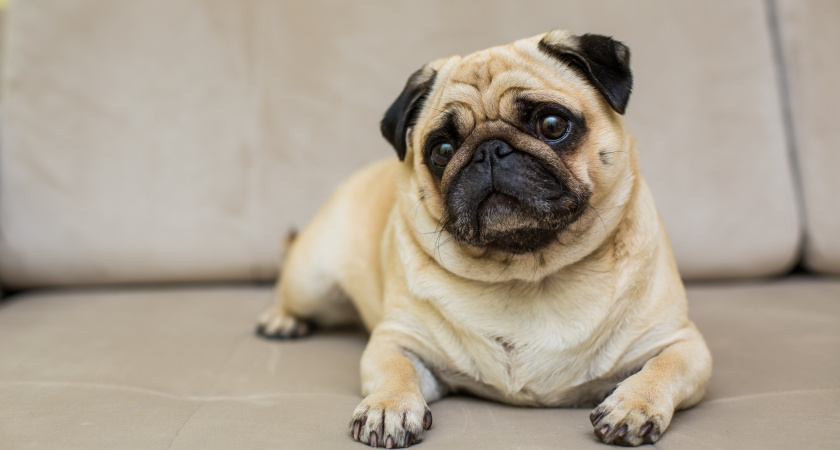 Жительница Ухты потеряла сбережения из-за желания купить мопса