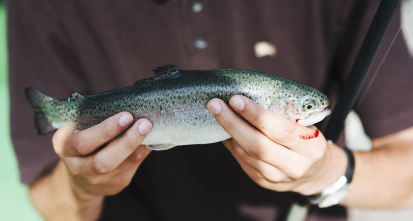 Любую рыбу чищу руками, без ножа и кипятка: кухня всегда остается чистой - испанский метод действительно работает