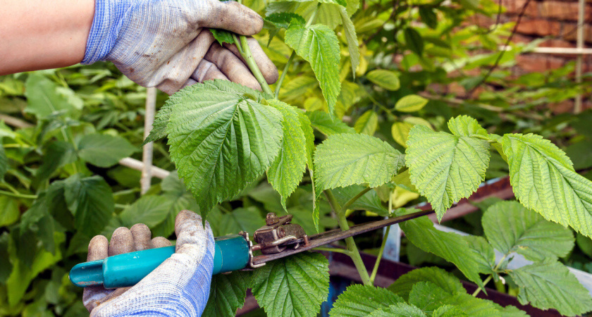 Осенняя подготовка малины: гарантия богатого урожая в новом сезоне