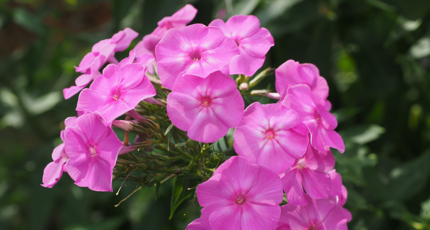 Осенняя обрезка флоксов: как не навредить многолетнику перед зимой