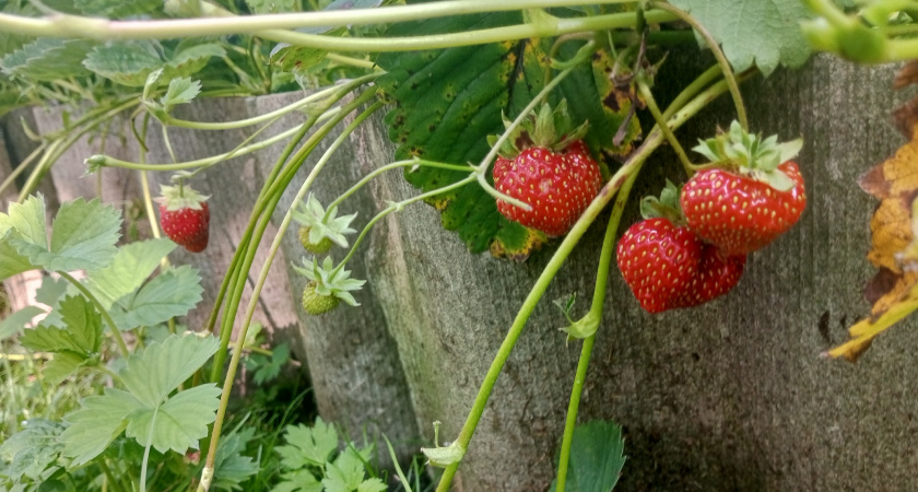 Готовим клубнику к зиме правильно: рассказываем секреты обильного урожая в следующем сезоне