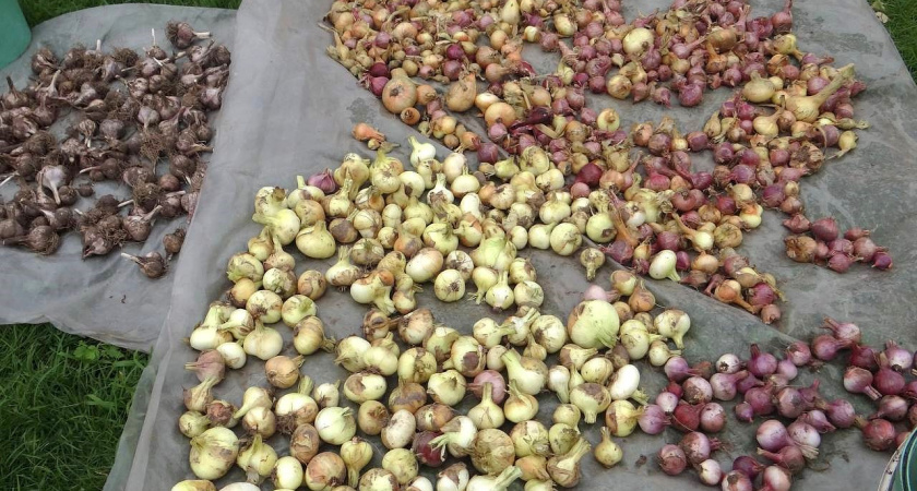 Сажаю лук под зиму уже второй год: луковицы крупнее, слаще, крепче - но грядку нужно делать уже сейчас