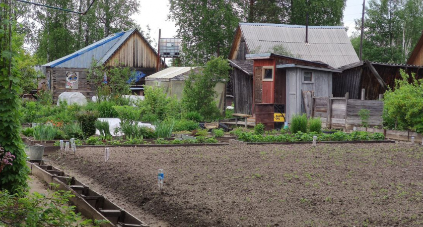 Сидераты: как избежать истощения почвы и получить максимальную пользу