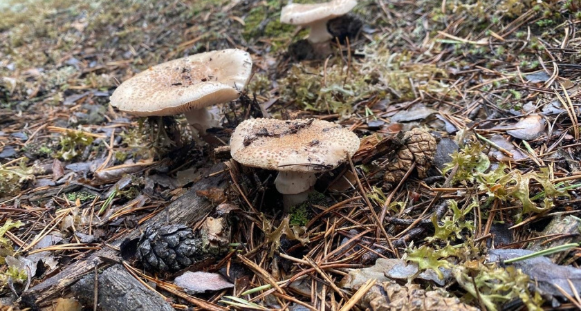 Миколог назвал простой способ отличить ядовитый гриб: это скрыто под землей 