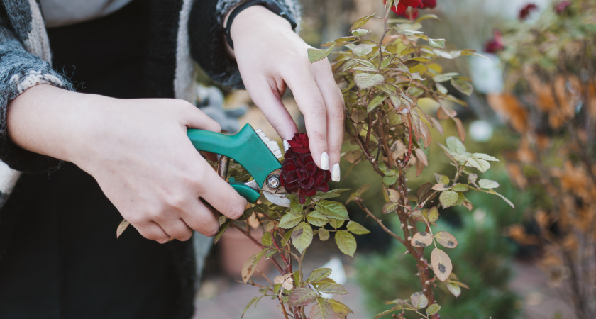 Осеннее черенкование роз: надежный путь к пышному саду