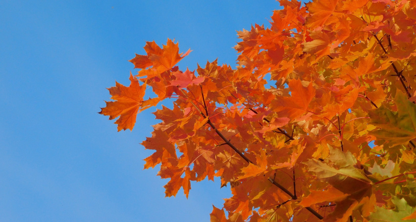 Жителей Республики Коми в конце сентября ждет короткая передышка от осенней прохлады