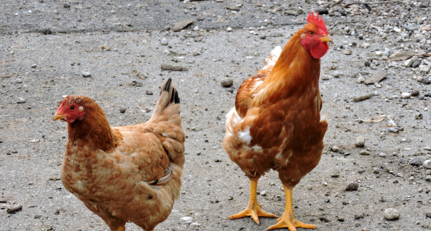 Вши с кур сбегут, сверкая пятками: бросаем 3 веточки в курятник — и облысение несушкам не грозит