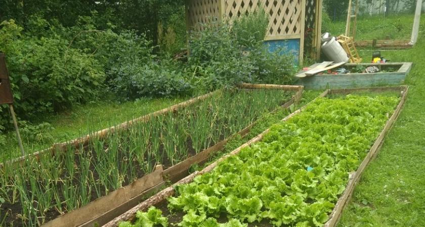 Миска крупы вместо 10 кг навоза: бросаем прямо на снег - весной почва будет мягкой, словно шелк