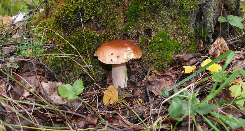 Больше не ищу белые грибы, отдаю предпочтение колосовикам: люди их недооценивают, а зря