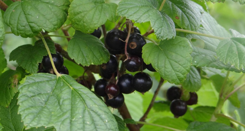 Одна ложка этой подкормки подготовит смородину к зиме — летом кусты отблагодарят щедрым урожаем