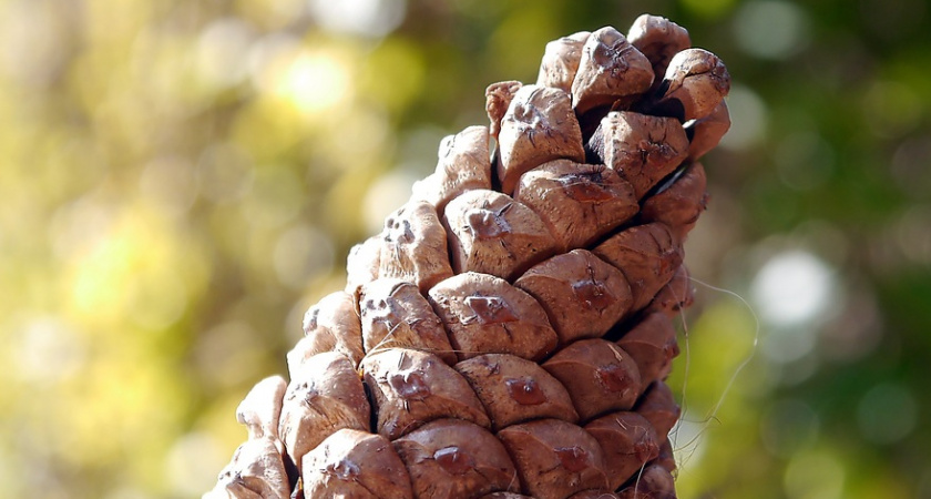 Умный дачник научил набирать домой шишки. Вот как использую их в быту — не мусор, а золото