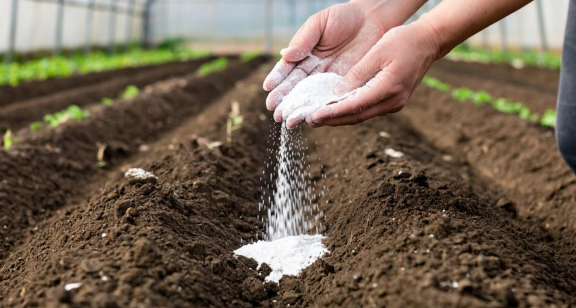 Осеннее оздоровление теплицы: простой способ восстановить почву за зиму