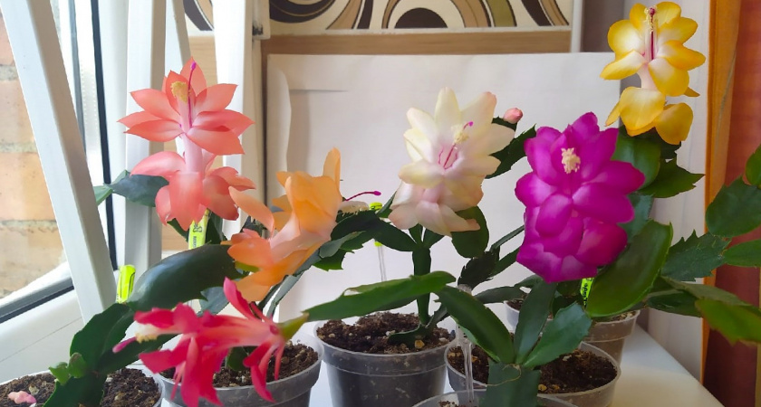 Хотите, чтобы через месяц-полтора декабрист зацвёл? Рассказываю, чем его нужно подкормить уже в октябре