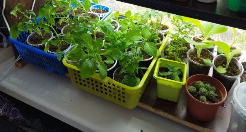 Неожиданный эксперимент: как осенний посев глоксиний подарил мне цветущее окно