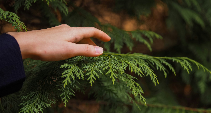 Туям в октябре – обязательно: 5 важных действий, чтобы они не желтели, были пышными и нарядными