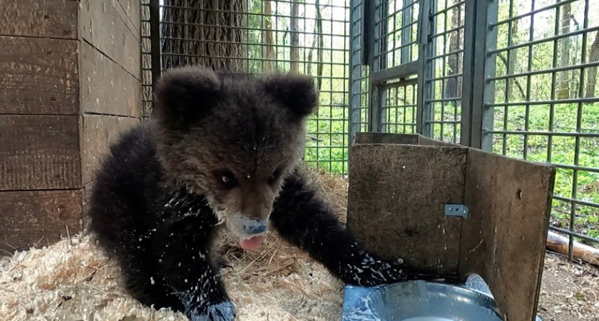 Медвежонок Кира, спасенный в Коми, готовится к возвращению в дикий лес