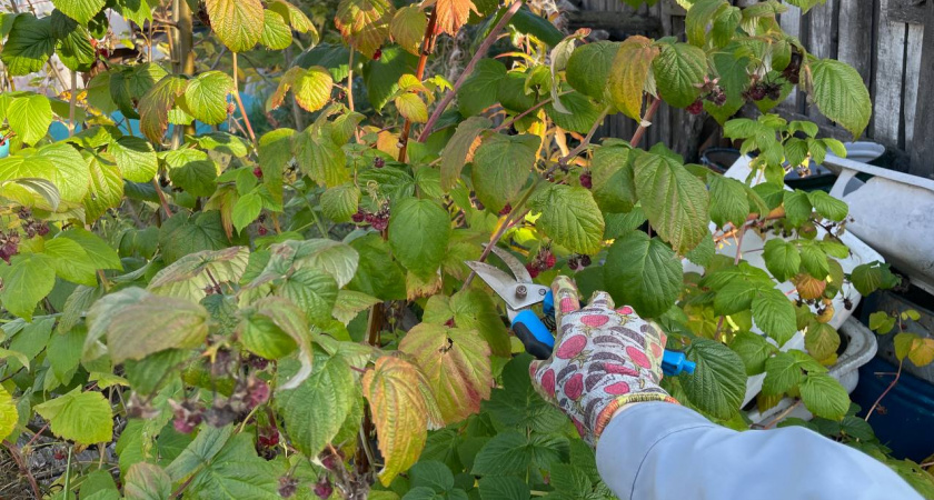 Осенняя подготовка малины: гарантия богатого урожая в новом сезоне