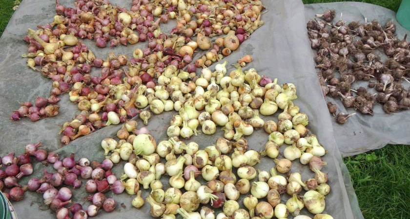 Сажаю лук под зиму второй год подряд: луковицы крупнее, слаще, крепче - но грядку нужно делать уже сейчас