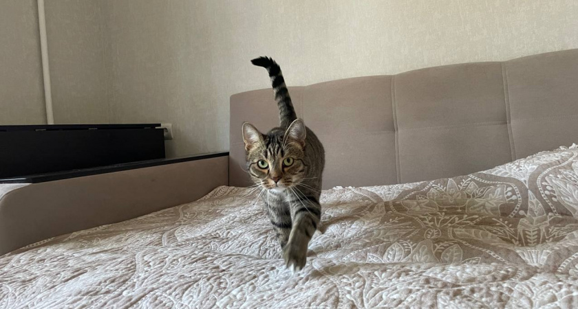 Имя для кошки: как выбрать идеальную кличку для вашего питомца