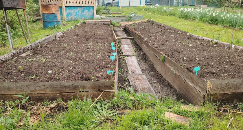 Не сажайте сидераты осенью после сбора урожая - важный факт, о которой мало кто знает