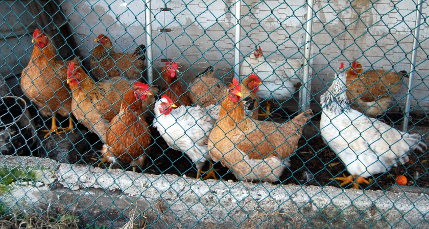 Секрет продуктивности кур: личный опыт птицевода