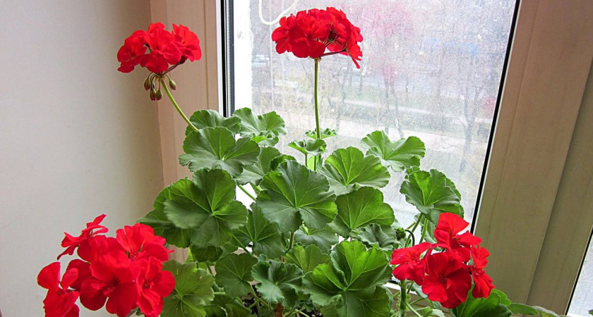 Натуральное удобрение для пышного цветения герани