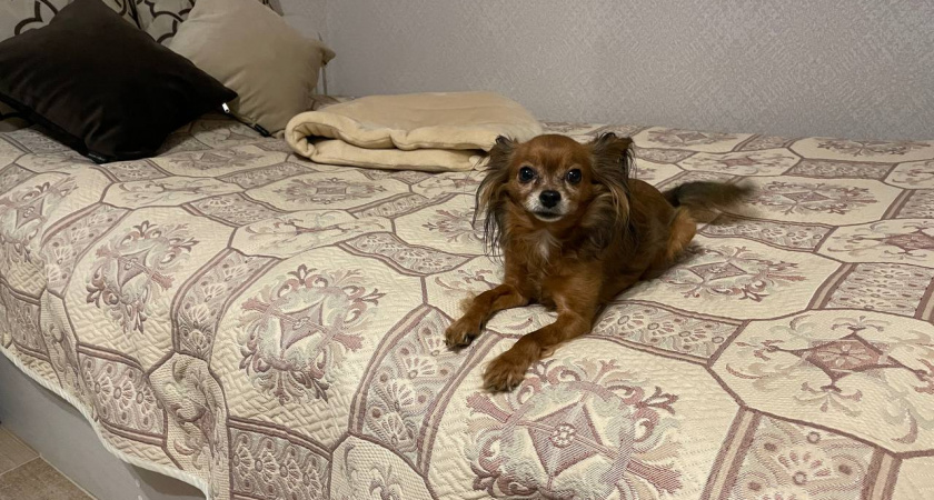 Кинолог рассказал, может ли собака забыть человека - ответ удивил