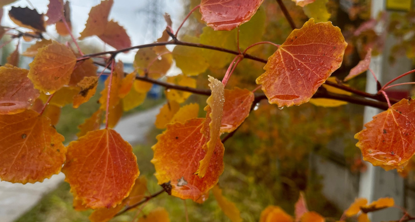 В Коми 8 октября ожидается резкий контраст температур