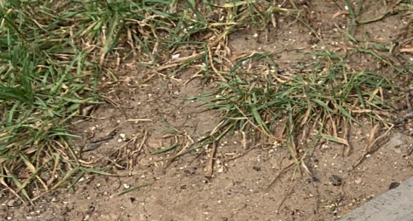 Все обходят его стороной, а я собираю машками: этот гриб — самый недооцененный осенний деликатес