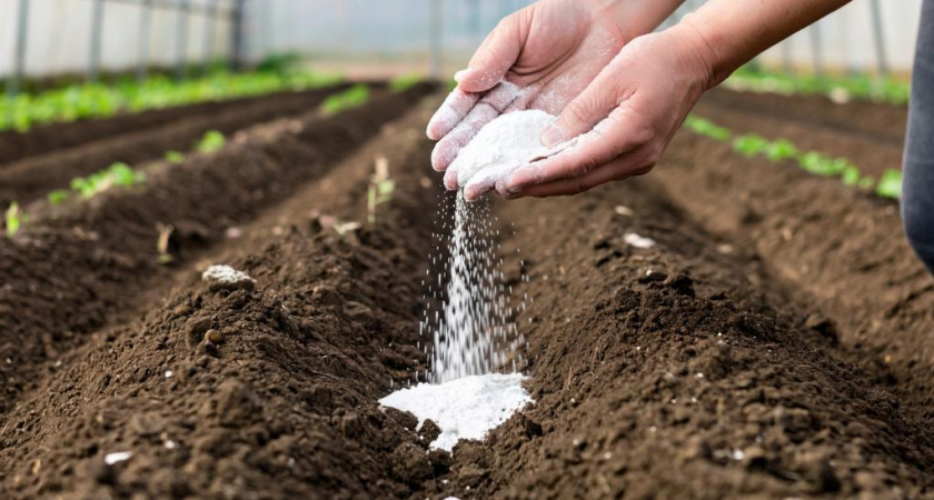 Осеннее оздоровление теплицы: простой способ восстановить почву за зиму