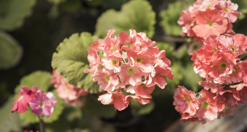 Кладу лист герани в карман — и ни о чем не переживаю: вот зачем он там нужен. Эффект поражает