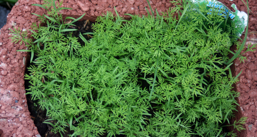 Пять удивительных фактов об укропе: от валюты до антисептика