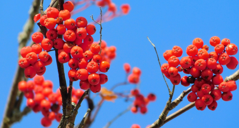 Прогноз погоды на 10 октября в Коми: осенний контраст температур