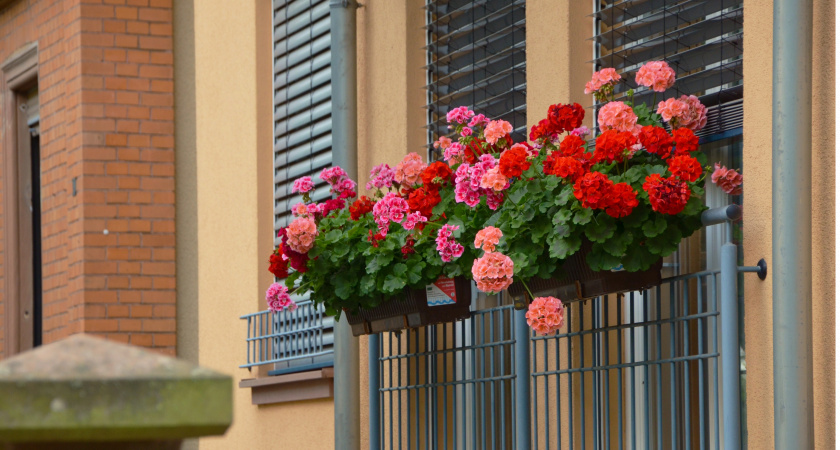 Три простые подкормки для герани: как сохранить пышную листву зимой