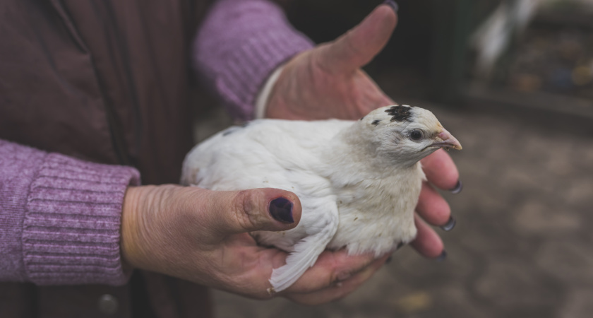 Бройлеры: гибриды на нашем столе — что скрывается за магазинной курятиной