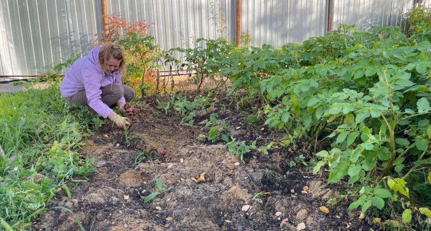 Применяю дедовский способ борьбы с проволочником - 2 горстки в октябре и готово