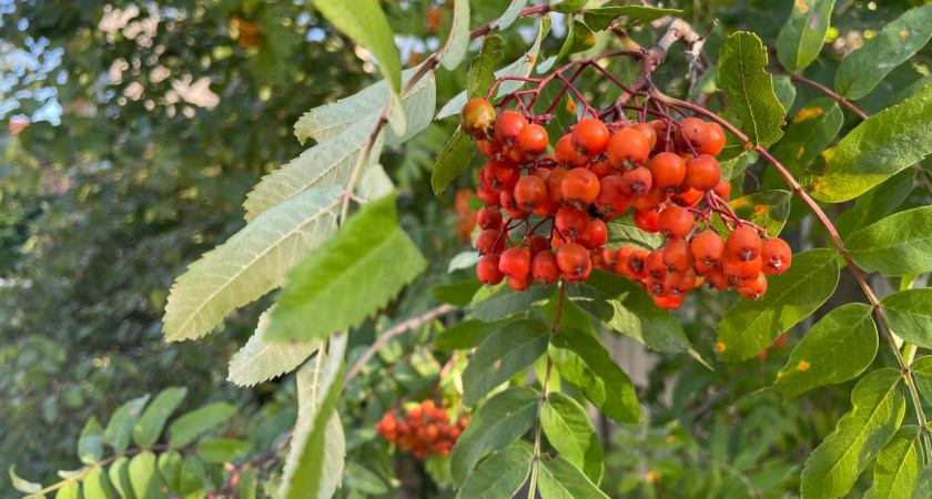 Следите за рябиной. Верный способ узнать, какой будет зима - народная примета